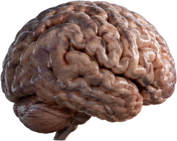 Illustration of a dehydrated brain: duller color, slightly shrunken