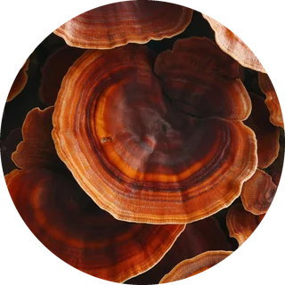 Reishi mushrooms